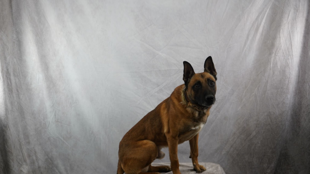 Loki, an 8-year-old Belgian Malinois and Utah Department of Corrections K9 officer was found dead i...