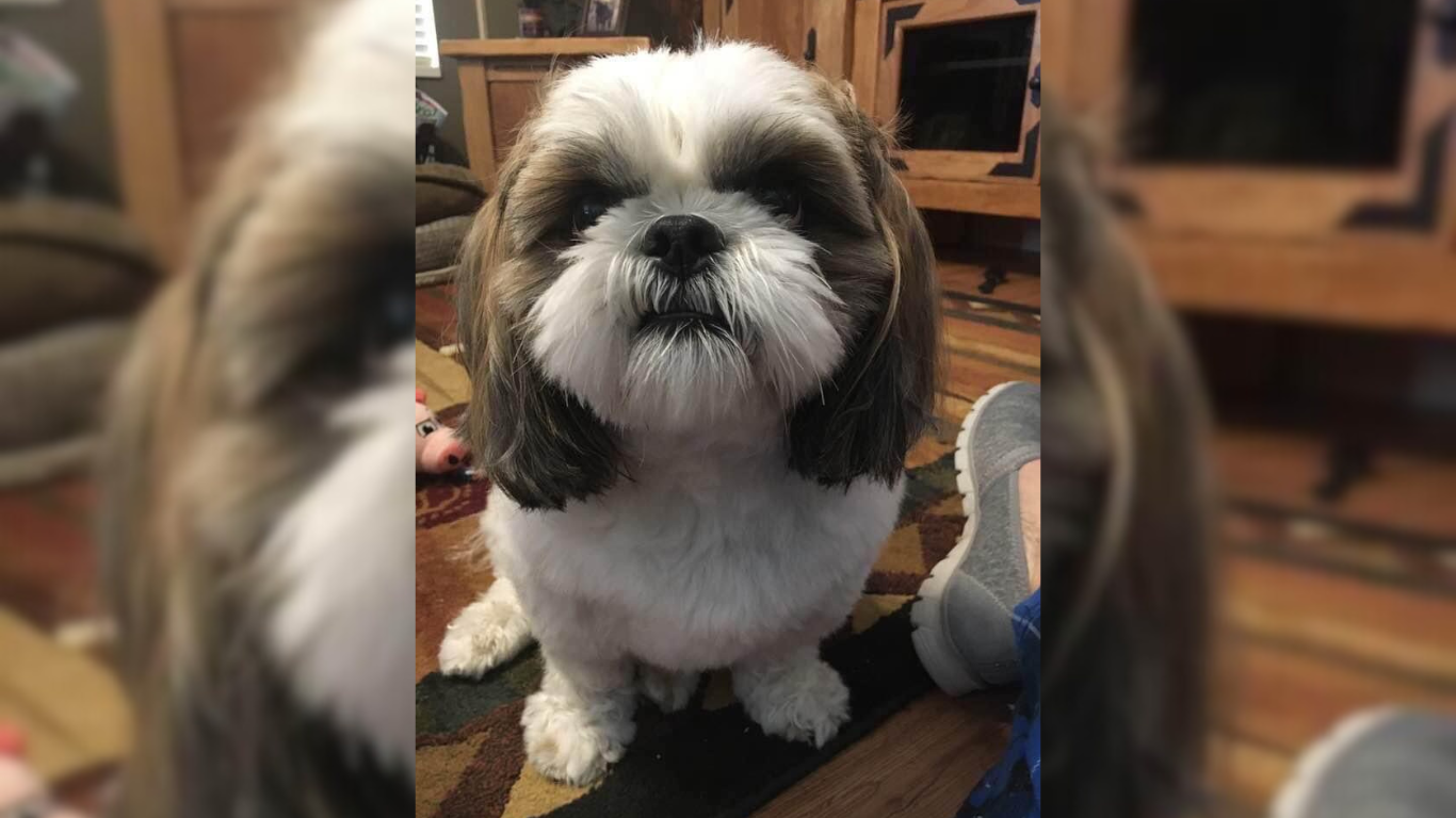 CLEARFIELD, Utah — Reo, missing since the owner's car was stolen with Reo still inside, was found...