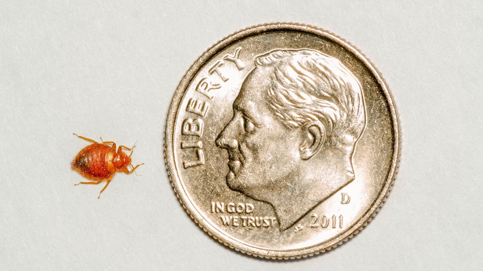 No wonder bedbugs are hard to spot -- this one is dwarfed by this US dime. Photo credit:  Jeff Marc...