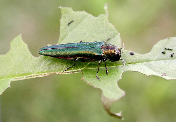 Image of the Emerald Ash Borer, an invasive species that has been spotted in Littleton, Colorado. T...