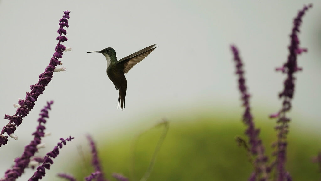 A hummingbird next to flowers. The Utah Division of Wildlife Resources (DWR) is partnering with Ter...