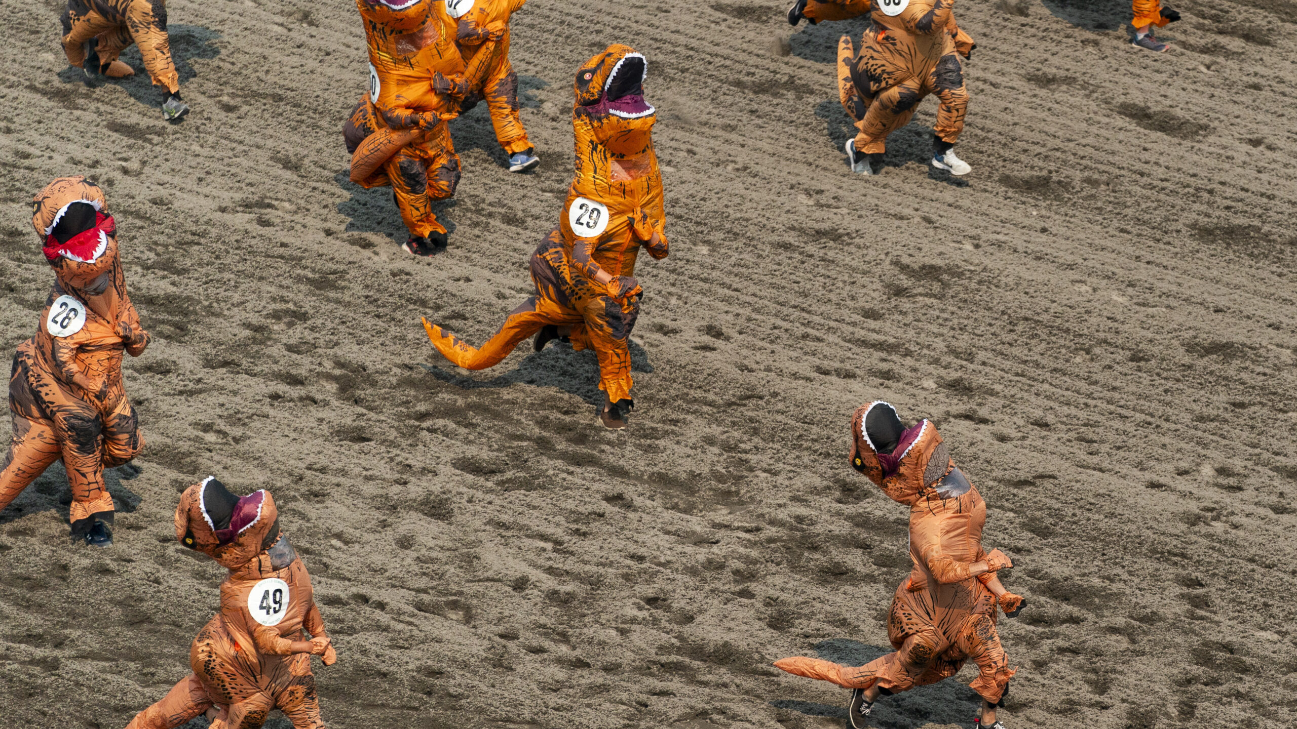 People in inflatable Tyrannosaurus rex costumes run on a dirt track. A track for live horse racing ...