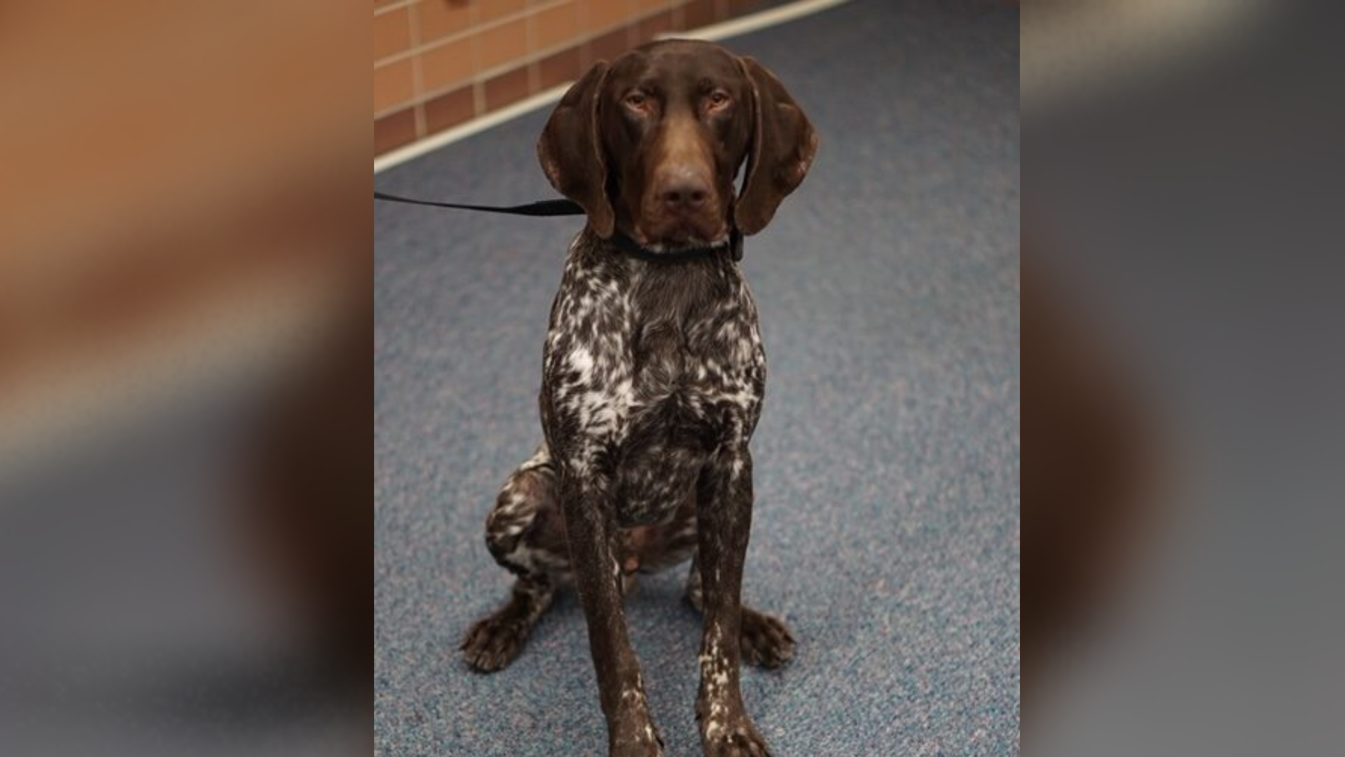 Image of Bolt, the Granite School District's new K-9 officer. He helps sniff out guns on campus....