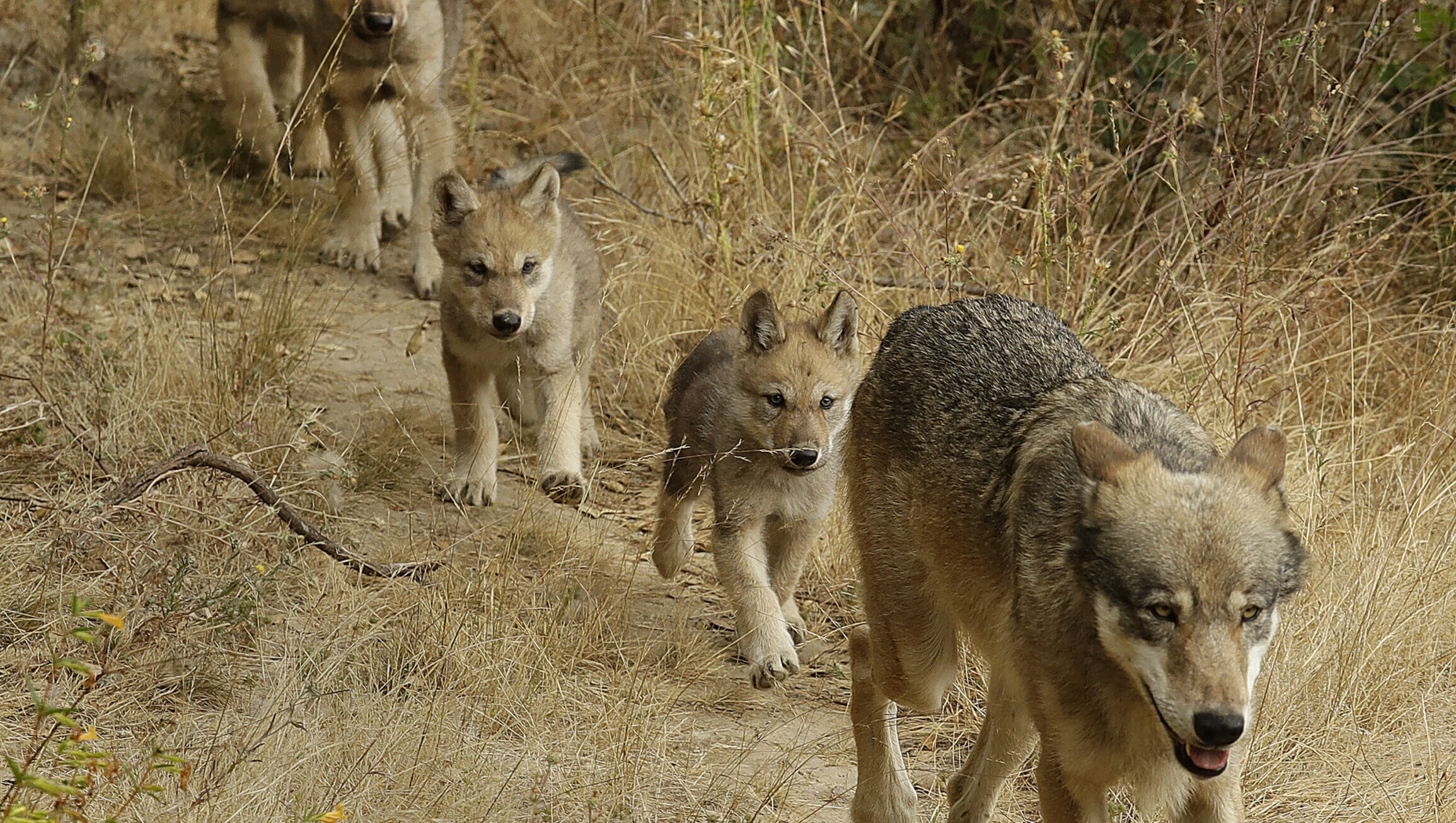 SEQUOIA NATIONAL PARK, Calif. (AP) — A new pack of gray wolves has shown up in California's Sierr...