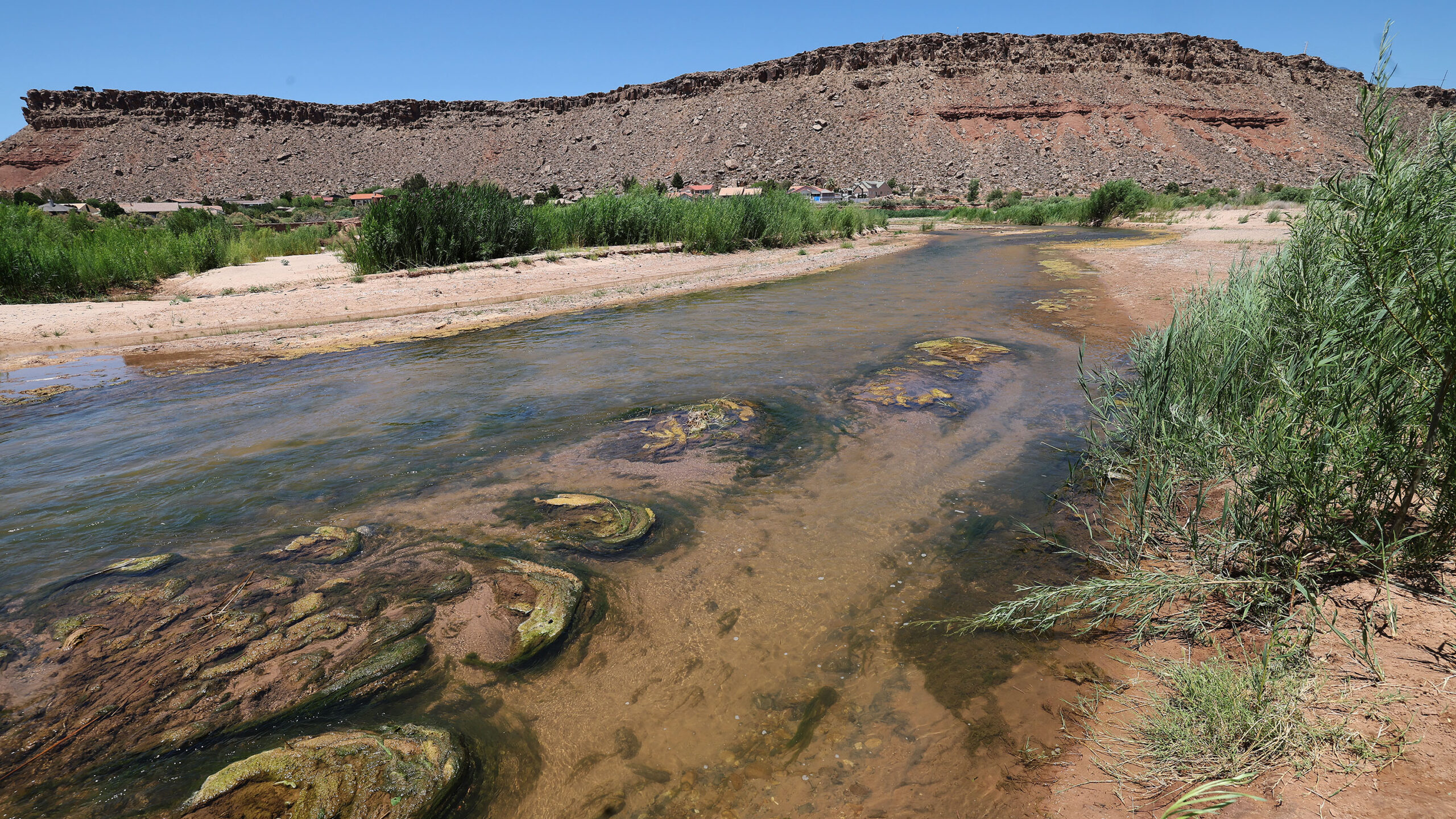 virgin river shown, harmful algae has been found in the lower part of the river in southern utah...