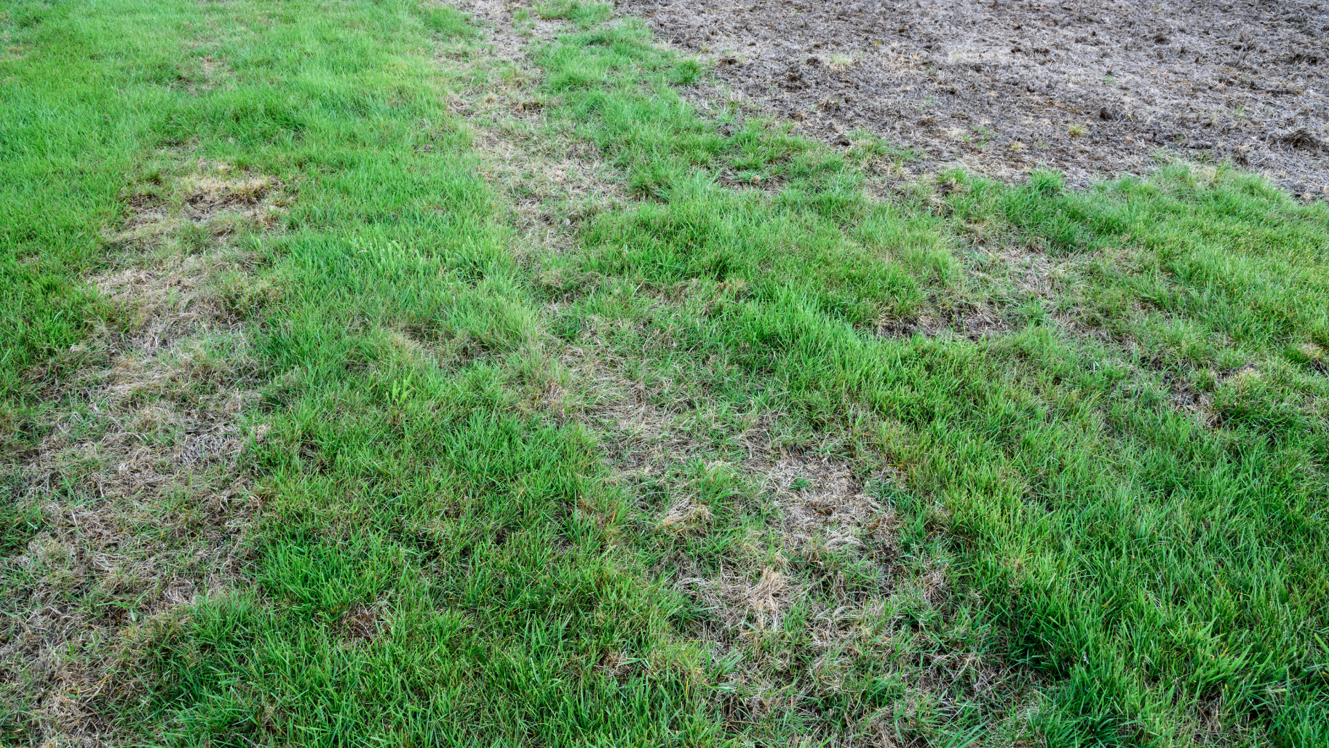 A lawn with brown patches is pictured. If you want to help your law look better, there are a few ea...