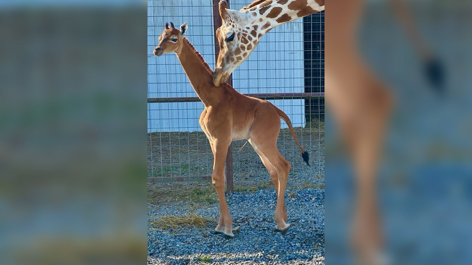 There’s a brand new spotless superstar on the scene at a Tennessee zoo. She doesn’t have a name...