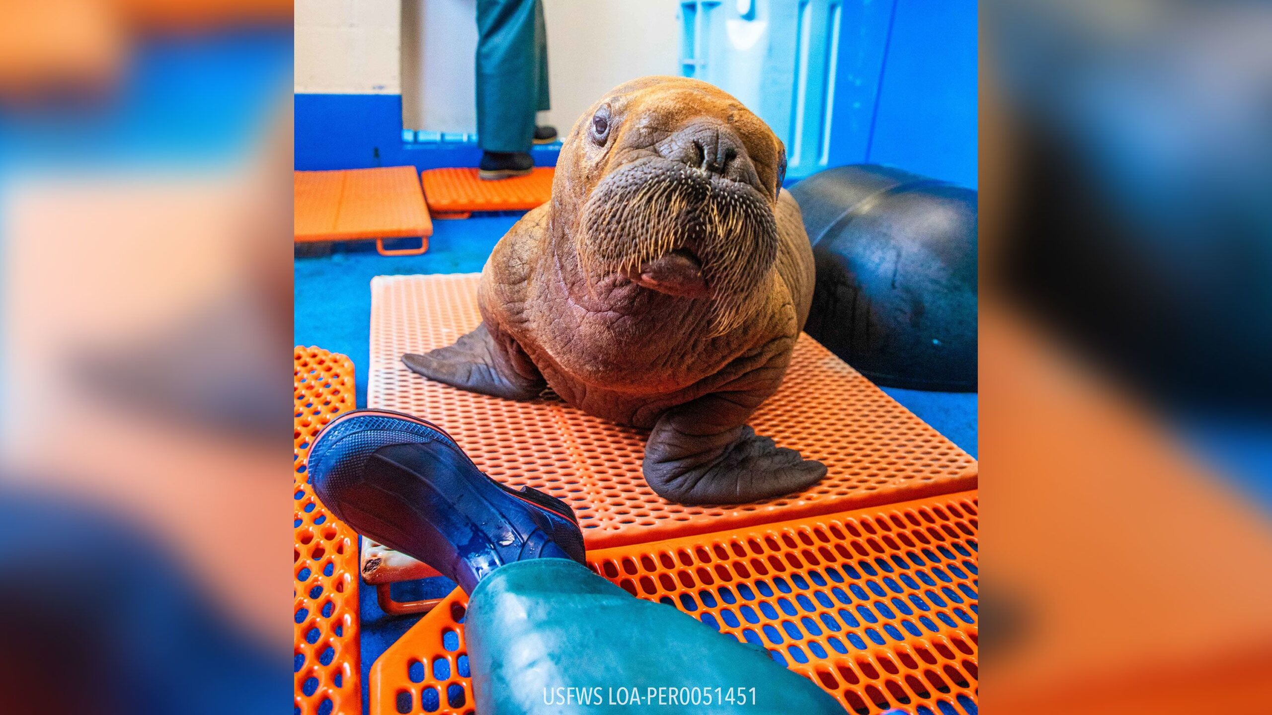 The walrus is receiving cuddle care after he was found in an unusual spot in Alaska. (Alaska SeaLif...