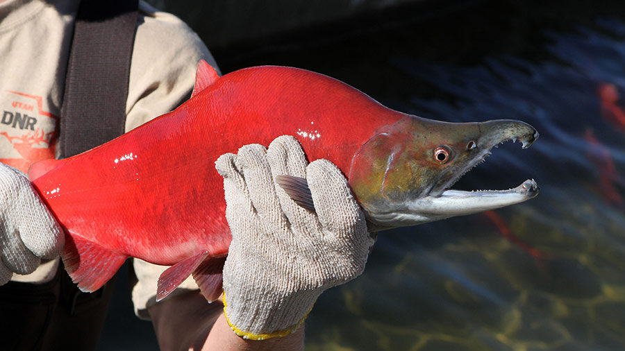 Image of a Kokanee Salmon...