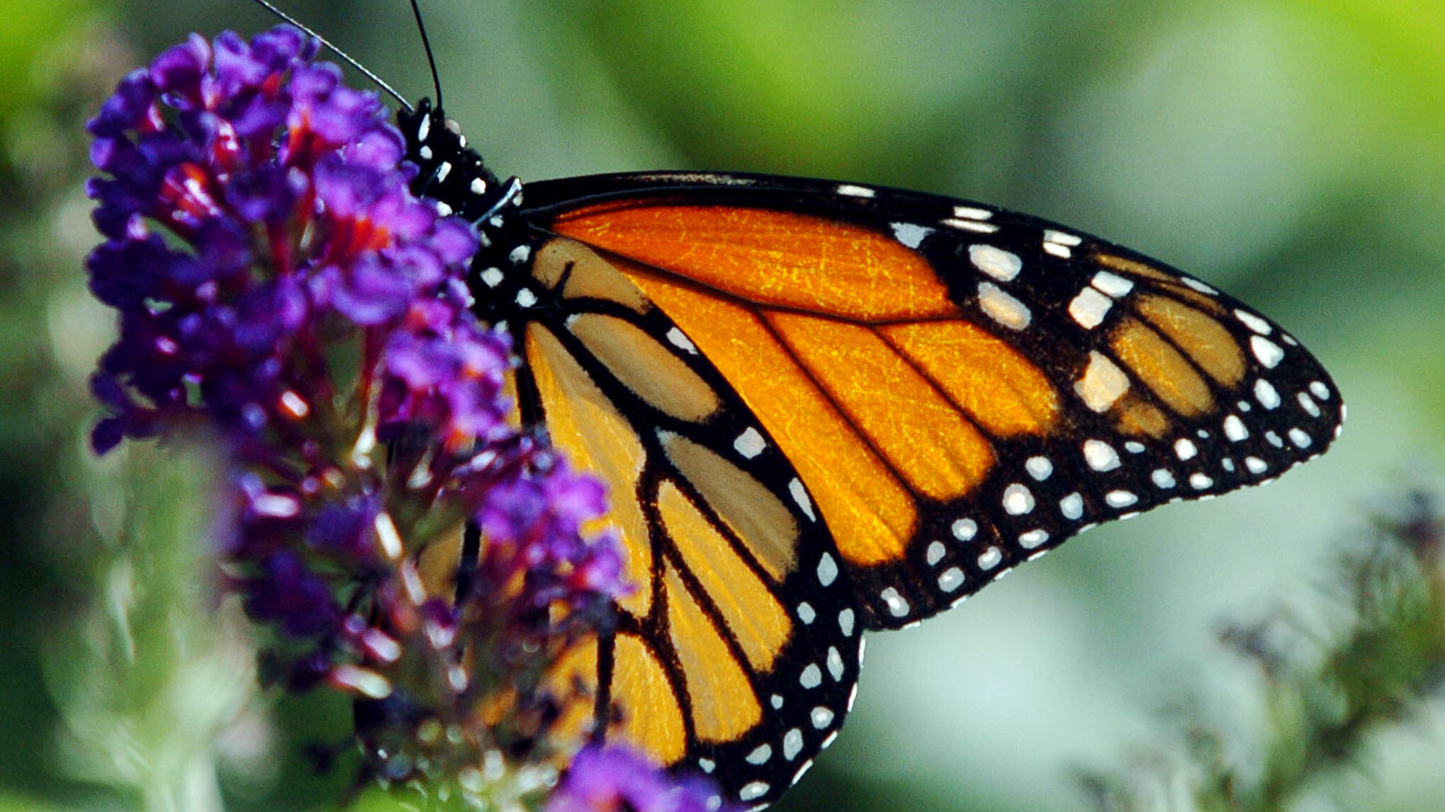 A Monarch Butterfly rests on a bush in Centerville Tuesday August 17, 2004. A park in American Fork...