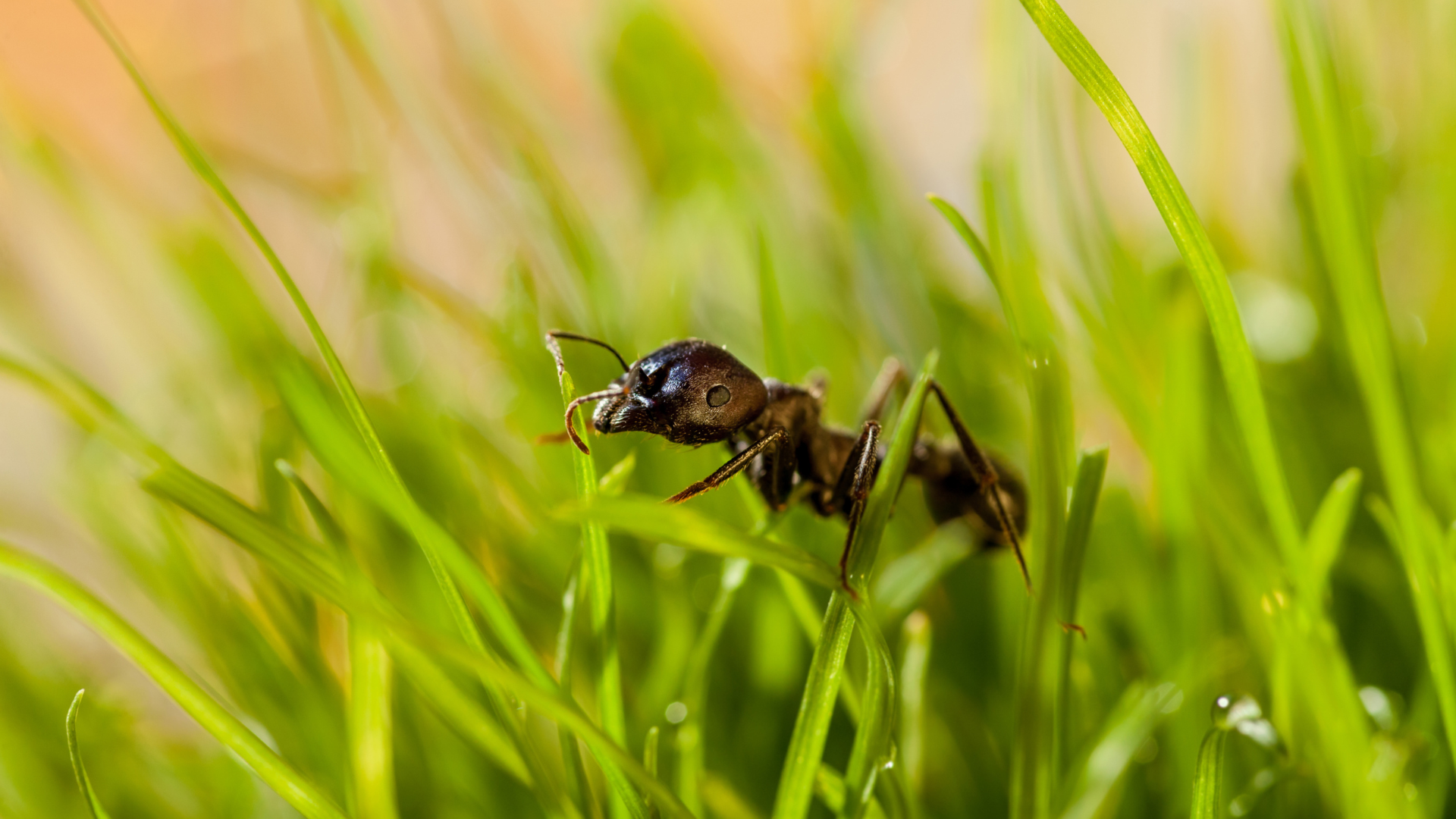 Depending on the species, ants will typically take either sugar-based baits or fatty-based baits. (...
