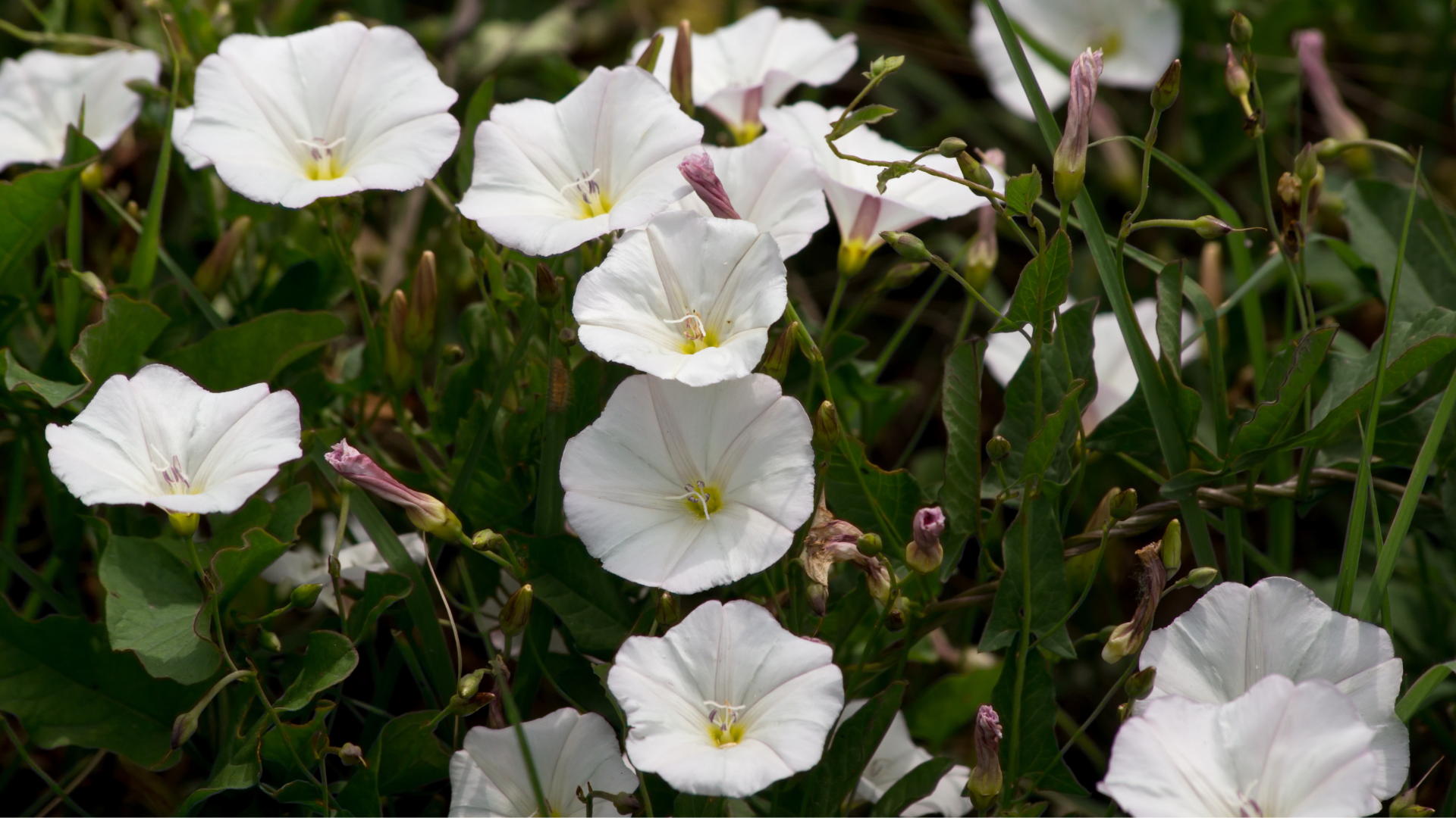 If you notice bindweed invading your new flower bed, Taun suggests hand-pulling them once every thr...