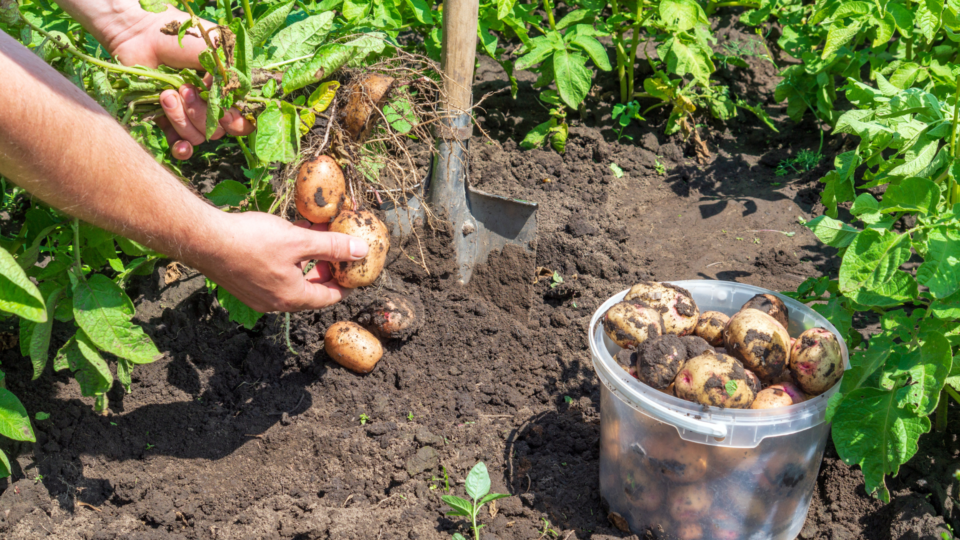 To store potatoes, you have to take them out of the ground. You can remove the tops and let them si...