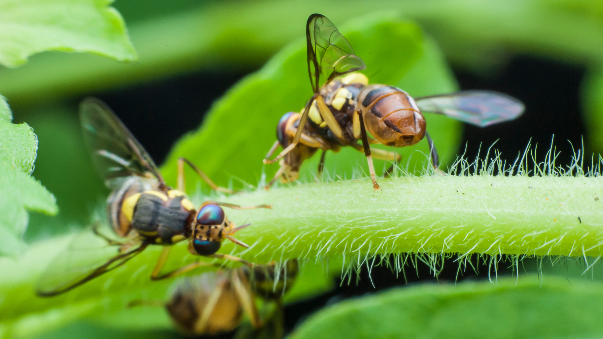 Image of wasps on a leaf stem. Here are ways to avoid being stung by a wasp....