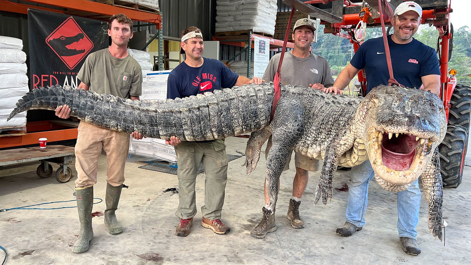 The huge reptile was almost double the length of the average alligator harvested in Mississippi in ...