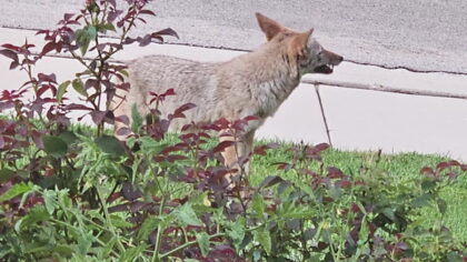 MILLCREEK — Coyotes are popping up more often in more Salt Lake neighborhoods. Millcreek is the ...