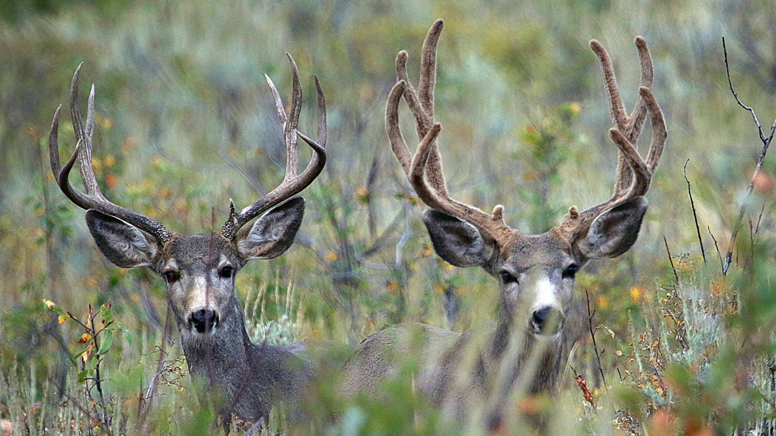two buck deer shown, deer elk and moose are at risk for chronic wasting disease in utah...