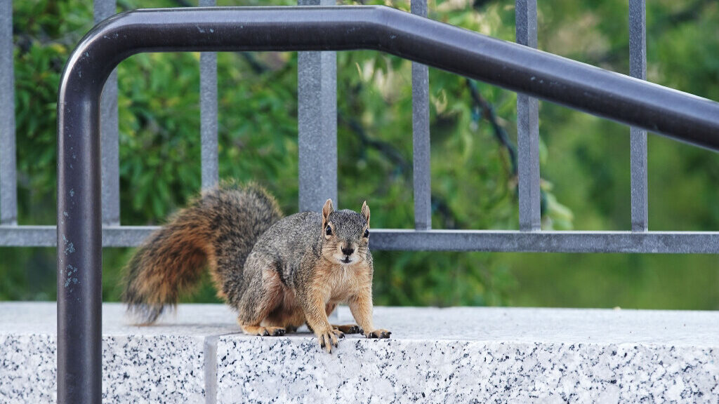 A squirrel in the city...