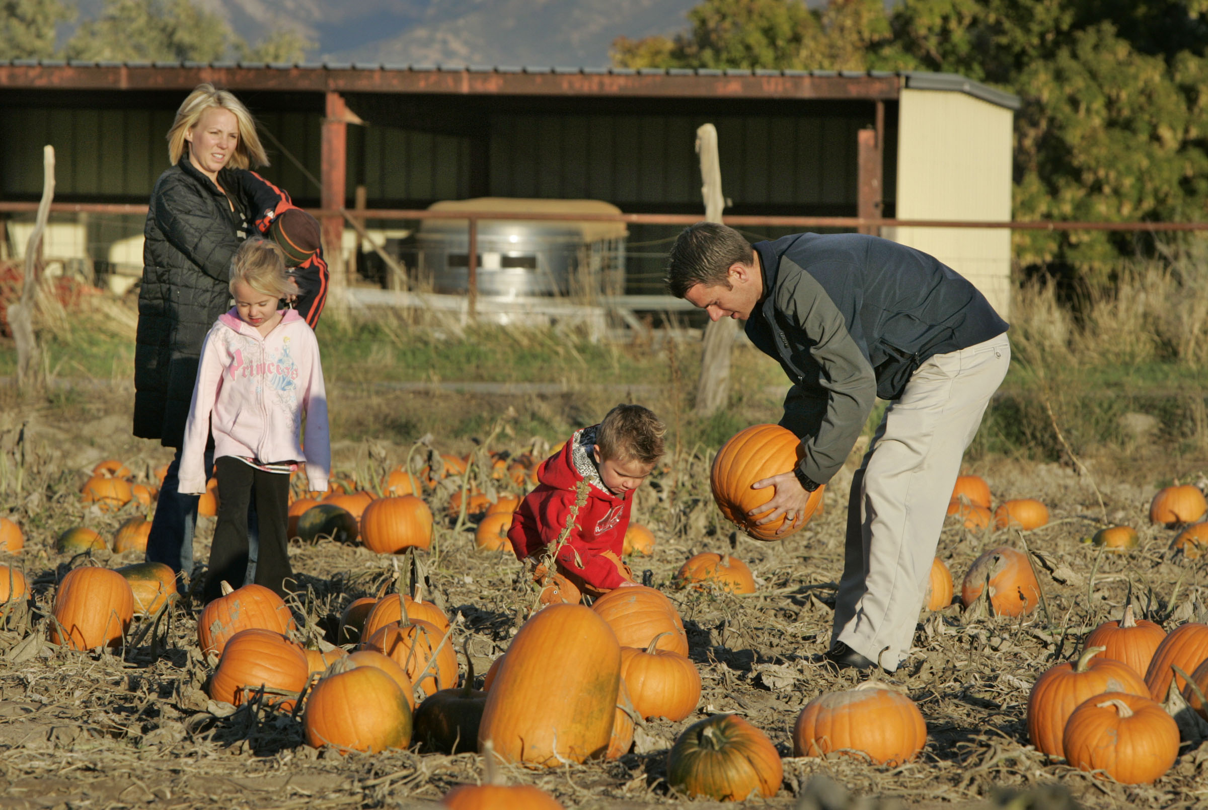 Family picking pumpkins...