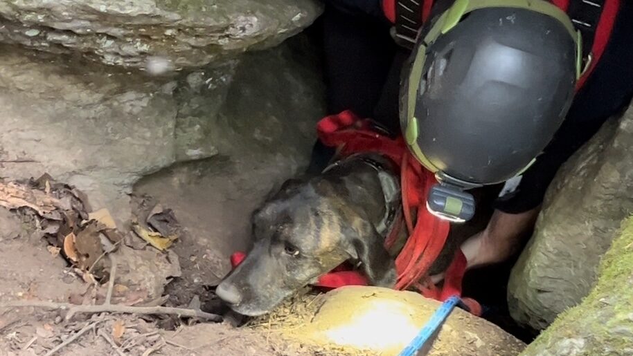 (CNN) — Firefighters encountered an unexpected challenge while rescuing a dog trapped in a Tenne...