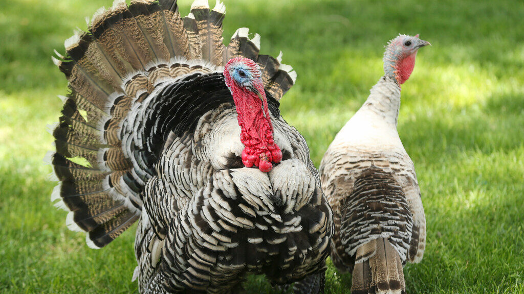 Thousands of turkeys were depopulated due to a highly pathogenic avian influenza outbreak....