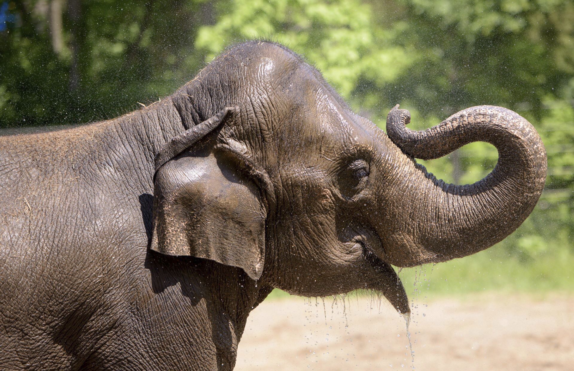 Rani drinks water in an outdoor area in 2017 at the Saint Louis Zoo, in St. Louis, Mo....