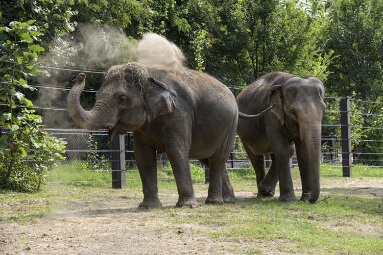 Elephants Rani, left, and Ellie roam in their outdoor area in 2019 at the Saint Louis Zoo, in St. Louis, Mo. 