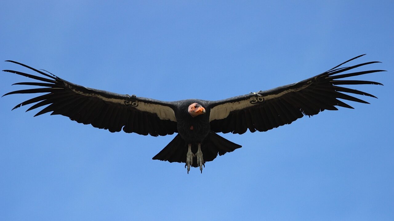 A California condor with its wings outstretched....
