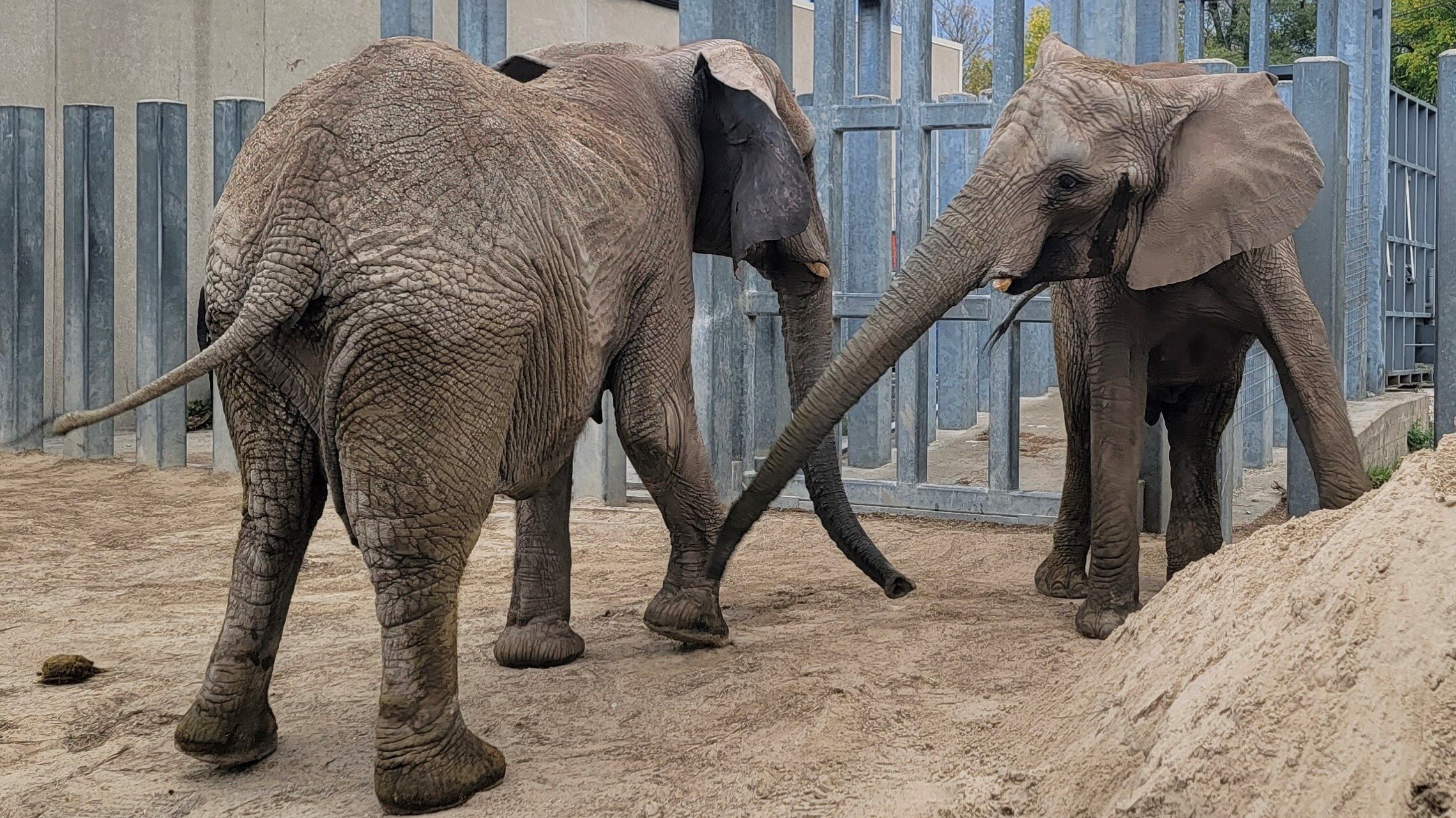 Christie and Zuri, formerly of the Utah Hogle Zoo, arrive safely at the Kansas City Zoo in Missouri...