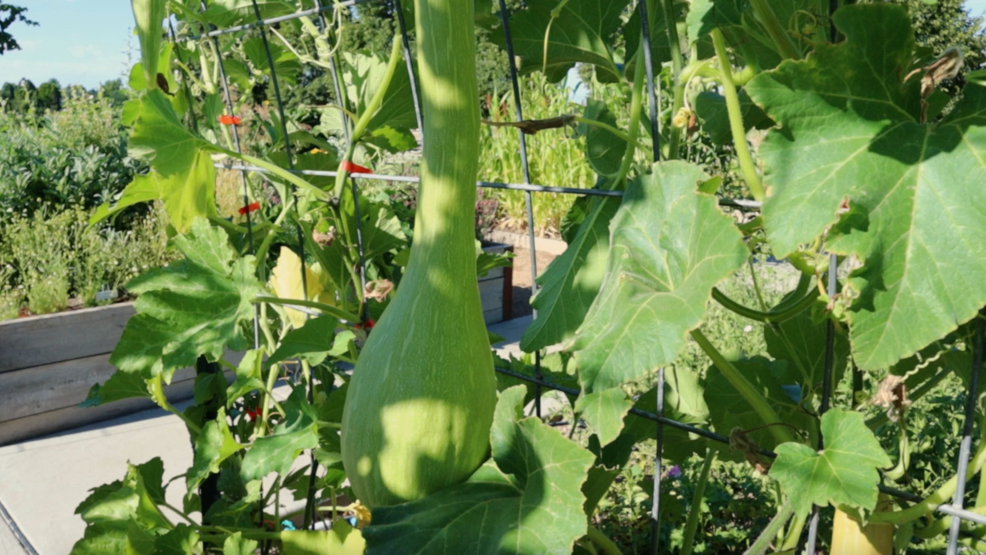 A light green zucchini rampicante hanging down from trellises, surrounded by green leaves...