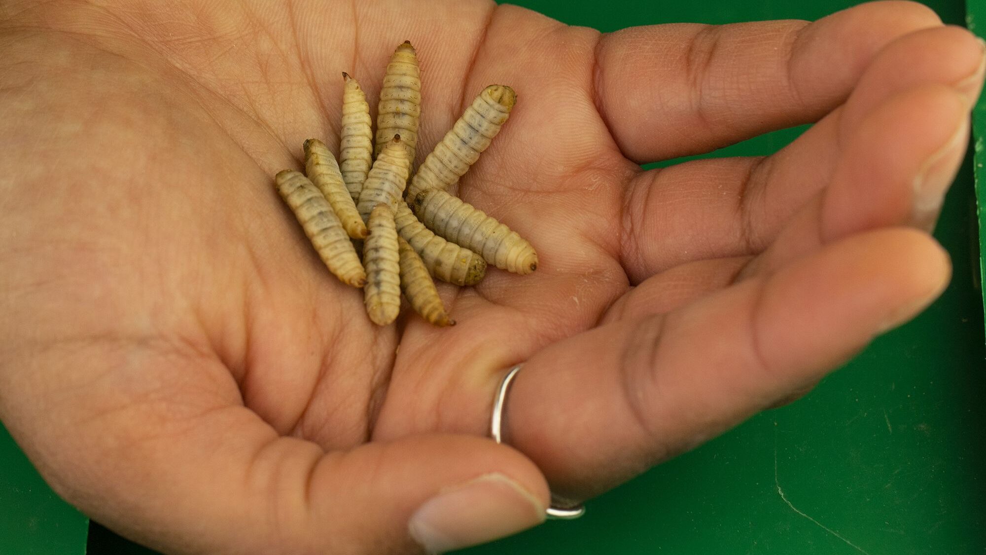 Image of a hand holding insects. Tyson, a major US producer of beef, pork and chicken, is betting o...