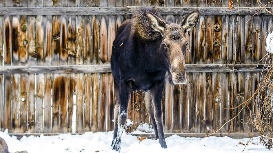 A moose stands in front of a fence....