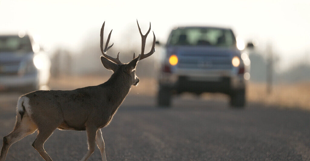 A buck deer crosses in front of a truck in Oak City in November 2022....