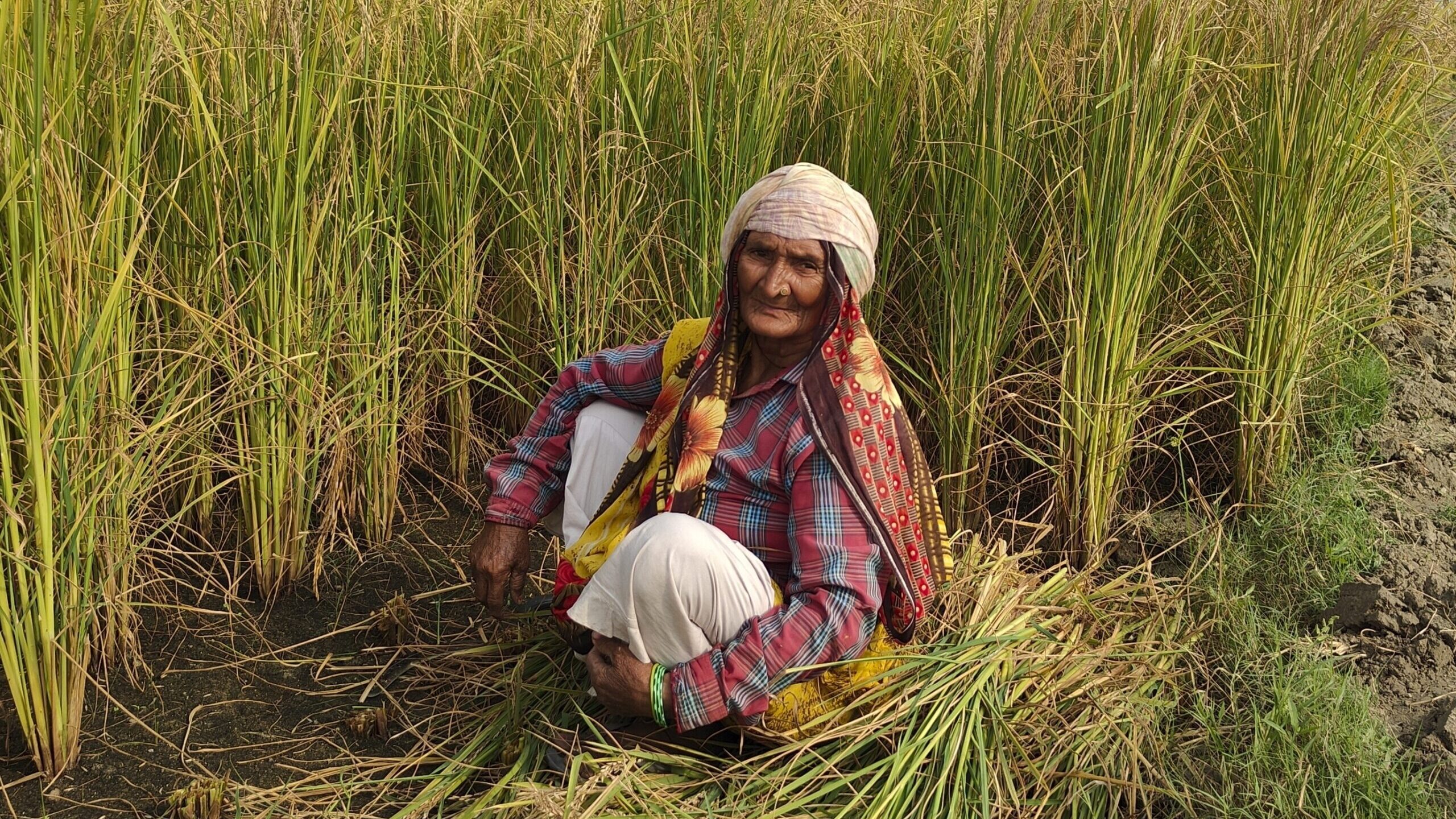 Mamta Kumari, a farm worker, takes a brief break between harvesting wheat on a farm in Nanu village...
