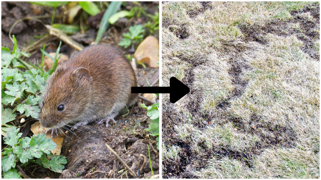 https://kslnewsradio.com/wp-content/uploads/2023/11/GH-voles-in-lawn-1024x576.png