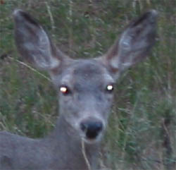 Example of eye shine in deer.