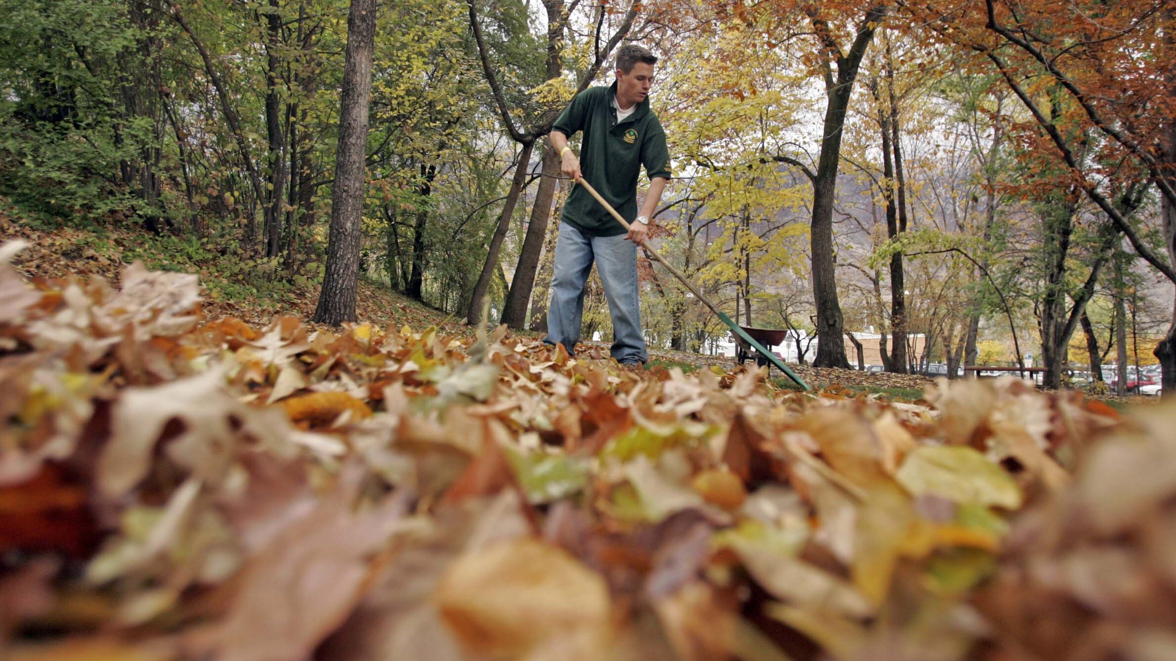 Image of a BYU grounds crew employee raking leaves even as they continue to fall from the trees. Le...
