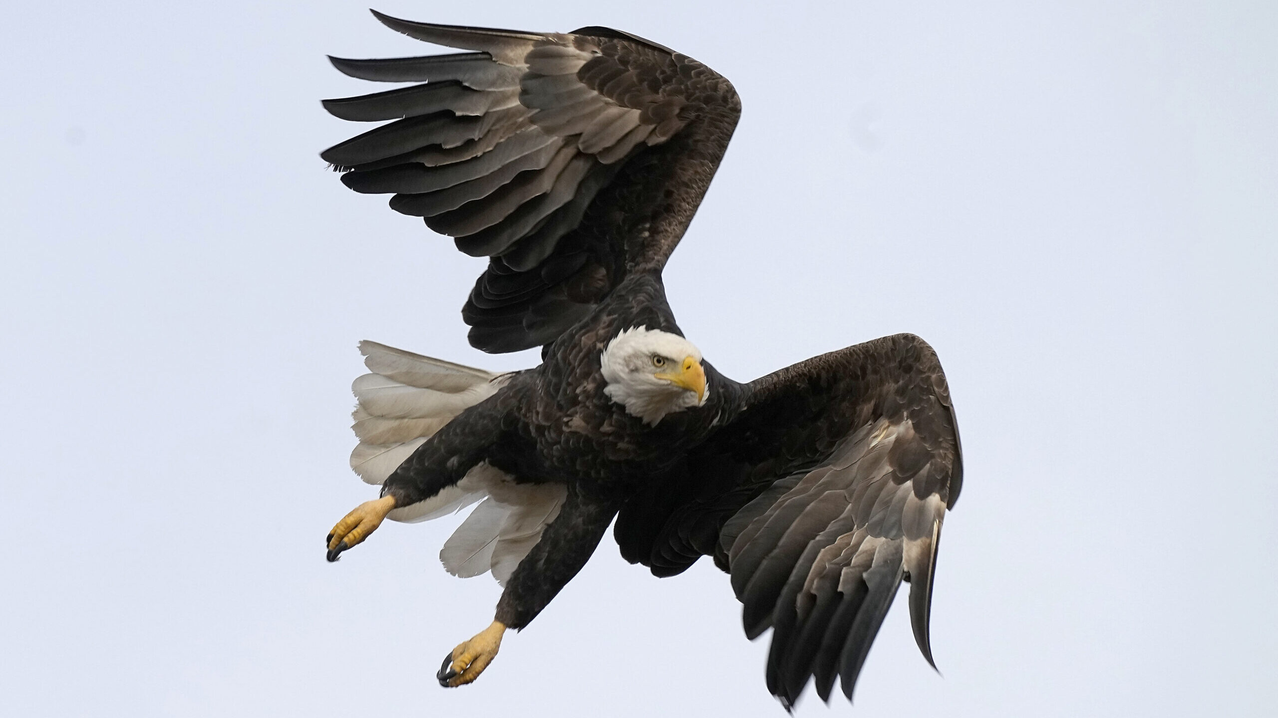FILE - A bald eagle flies at Loess Bluffs National Wildlife Refuge Friday, Dec. 24, 2021, in Mound ...
