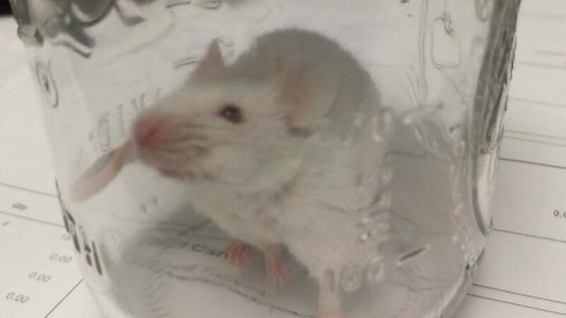 A small white mouse, now named Elf, was brought to a pet store in Provo this week, by a man who sai...