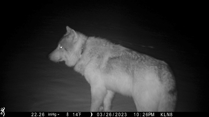 gray wolf show, wolves may wander into utah...