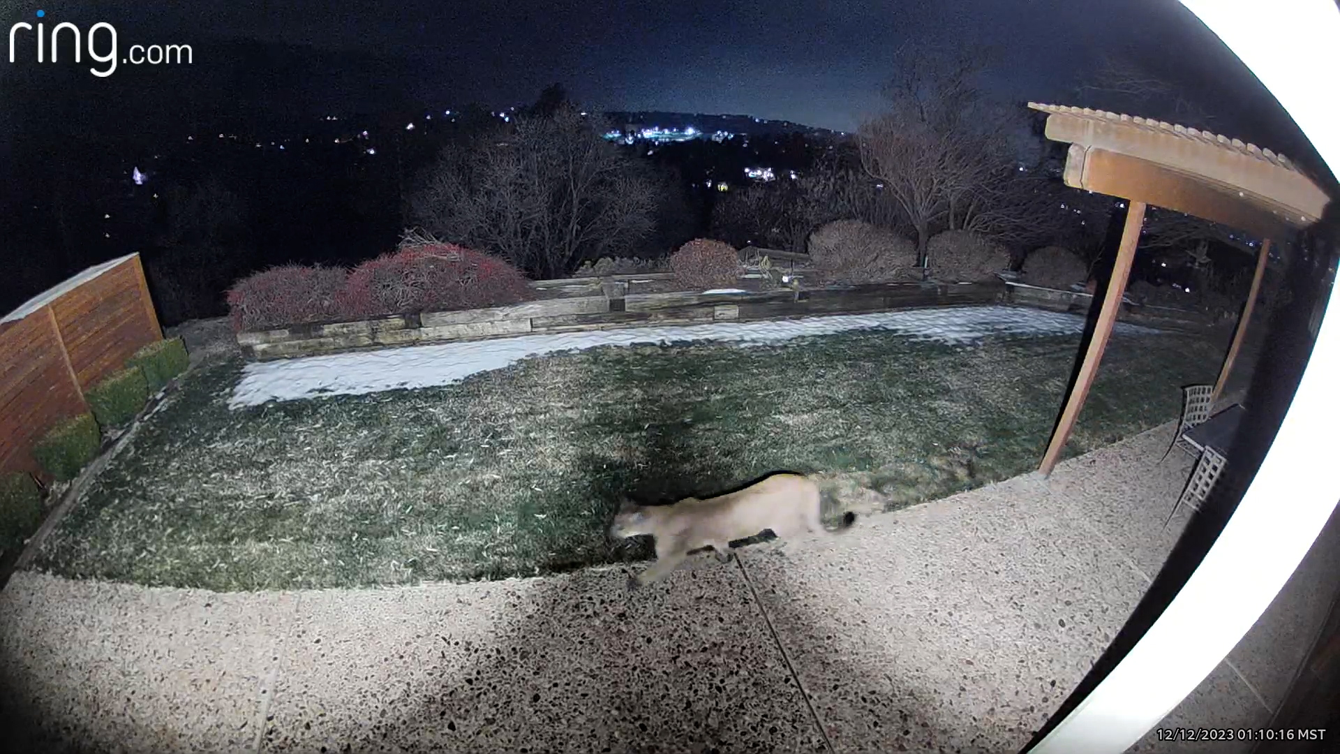 a mountain lion in a backyard -- when to report a mountain lion sighting...