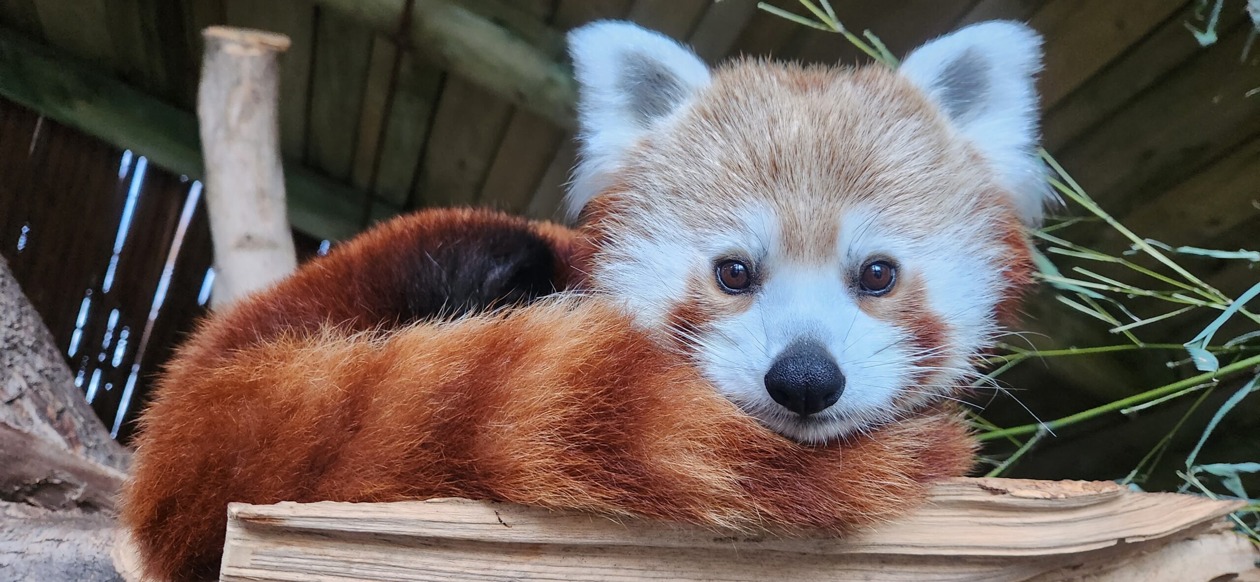 Priya, a red panda, passed away on November 28, 2023...