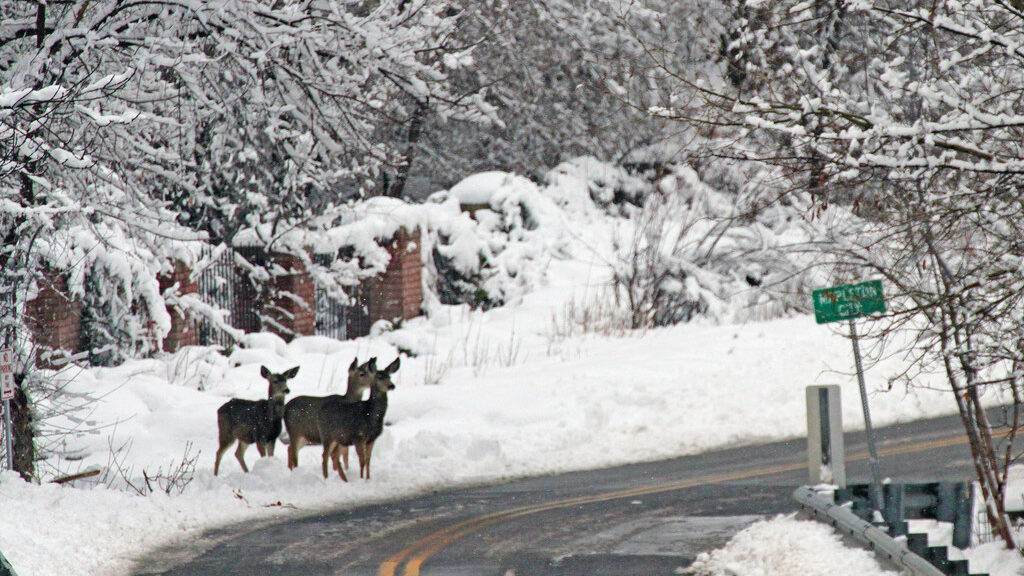 The Division of Wildlife Resources has authorized Utah cities to rely on police to cull urban herds...