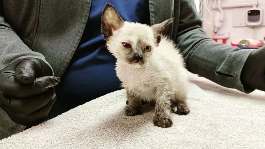 Athena, a 6-week-old Siamese kitten found stuffed into a sandwich-sized plastic container that was ...