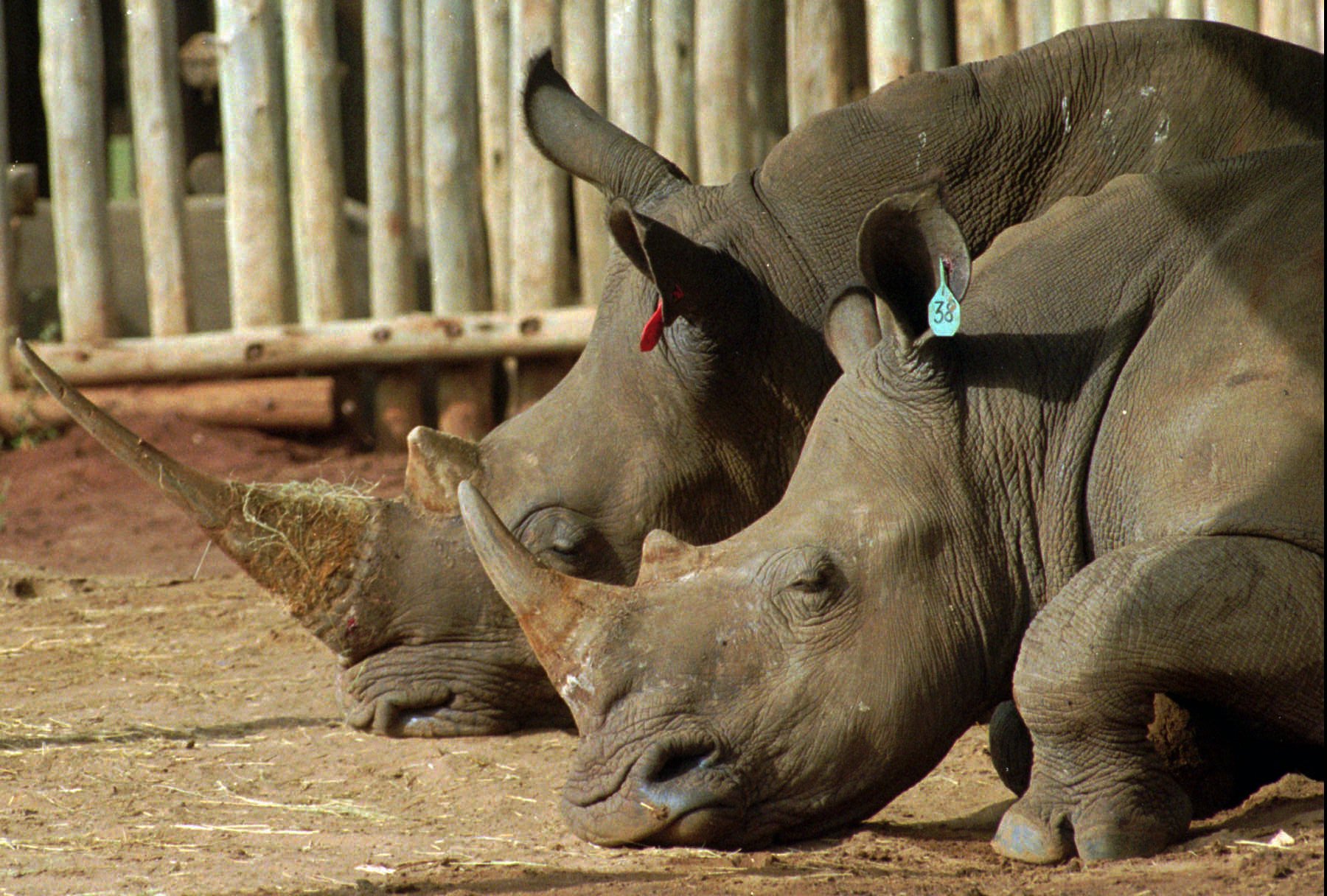 Two white rhinoceros sit in their pen on the northern Natal game reserve in Hluhluwe, South Africa ...