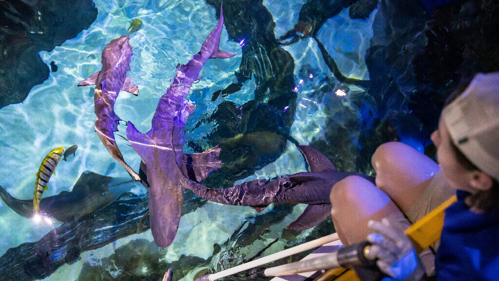 Cami Hauver, a saltwater aquarist, uses a long stick with a fish on the end to feed sharks at Lovel...