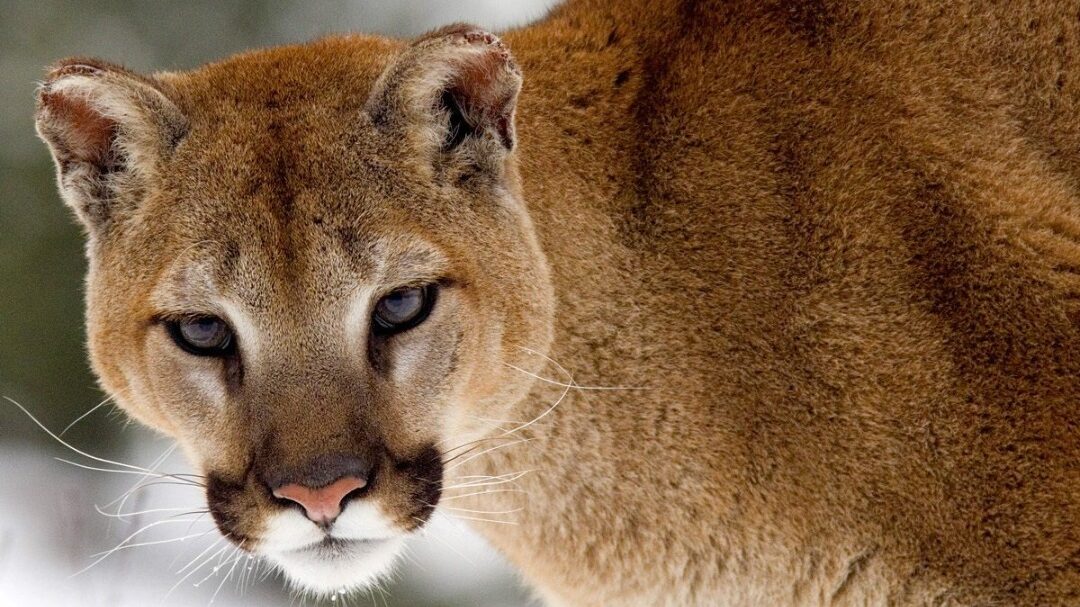 Mountain lion sightings prompt safety reminders in Cottonwood Heights...