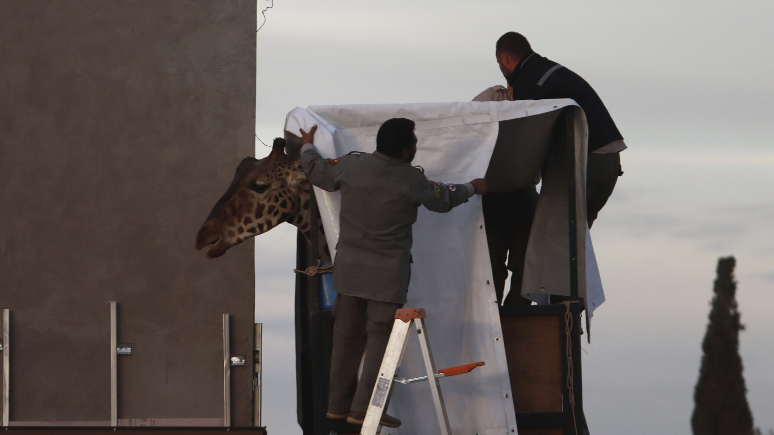 Workers prepare Benito the giraffe for transport at the city-run Central Park Zoo in Ciudad Juarez,...