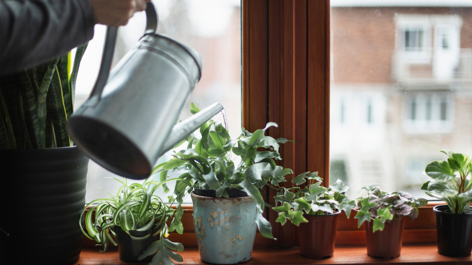 With cooler homes and lower light levels coming through the windows, plants don’t photosynthesize...