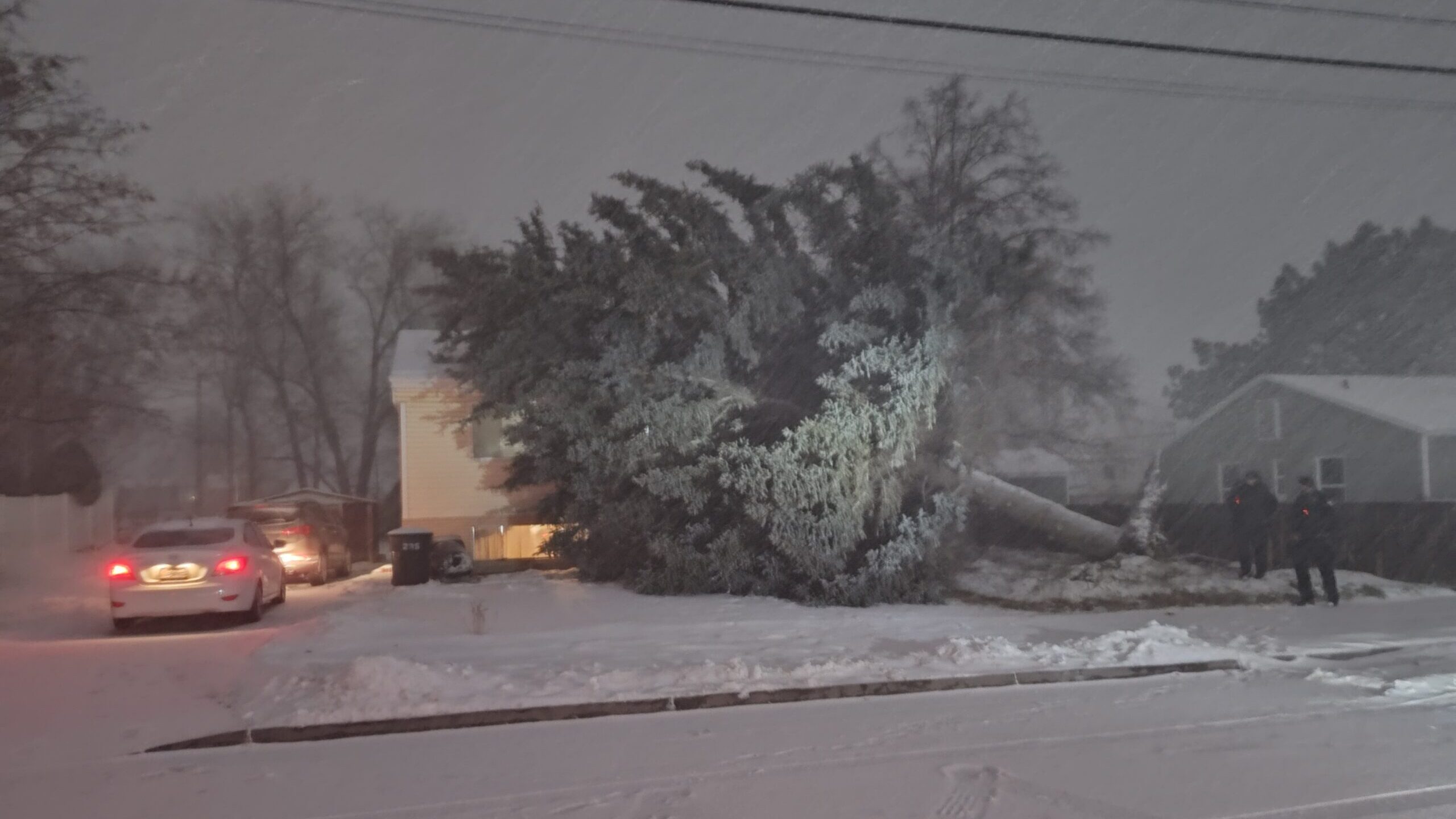 Tree uprooted at Brigham City home....